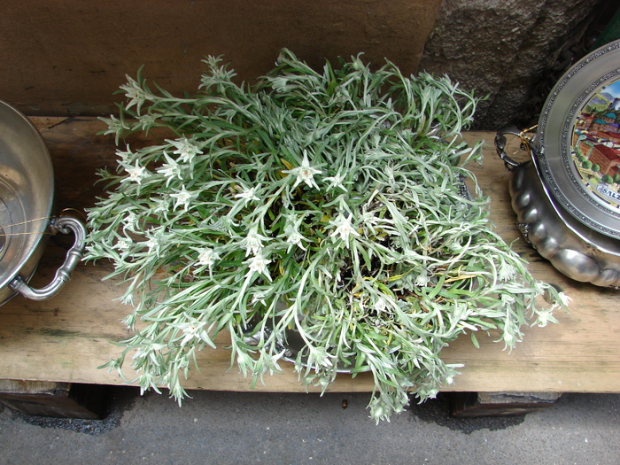 Edelweiss (2009, June 30)