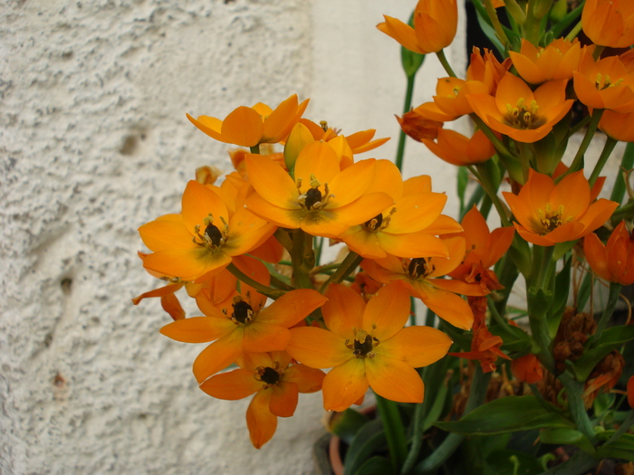 Ornithogalum dubium (2009, June 30); Salzburg.
