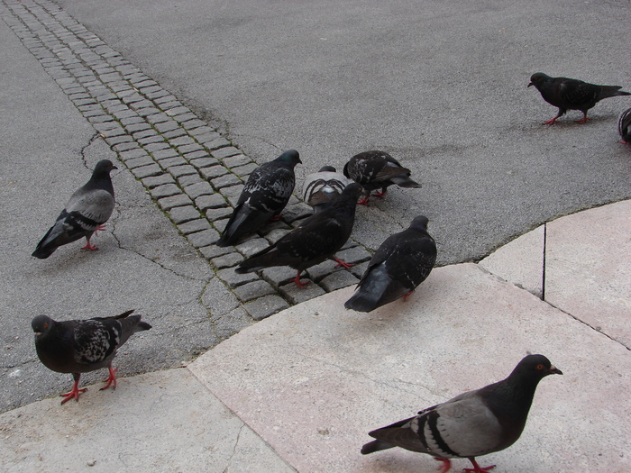Doves_Porumbei (2009, June 30); Salzburg.
