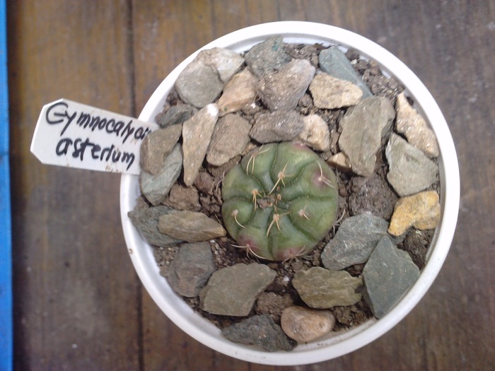 gymnocalcyum asterium - cactusi si florile lor