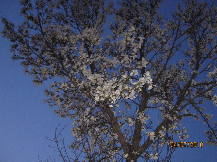 magnolie - Magnolie alba