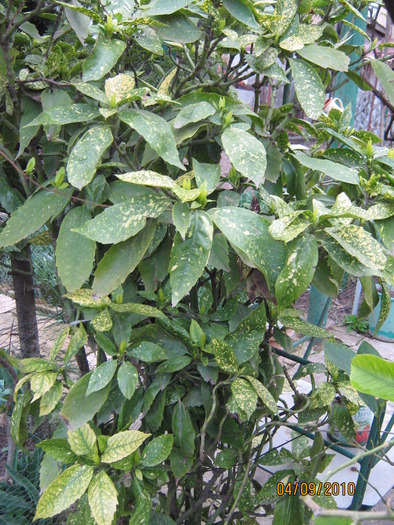 aucuba japonica - Aucuba japonica