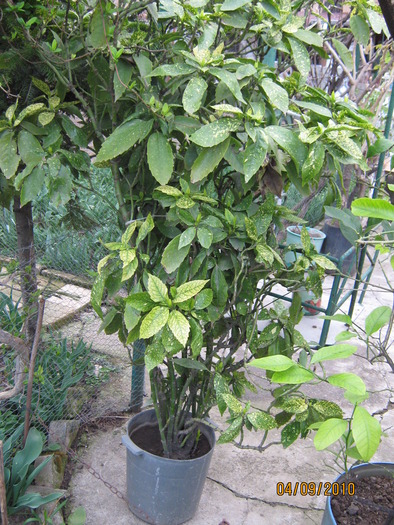 aucuba japonica - Aucuba japonica