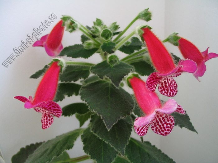 Kohleria Jester 13