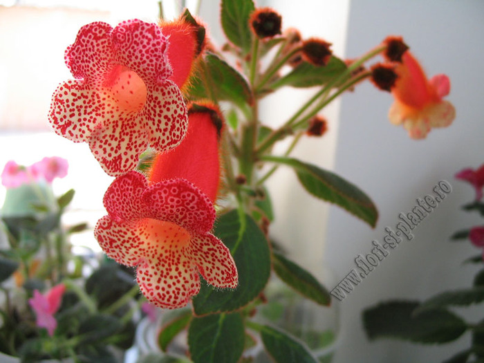 Kohleria Norrsken 12