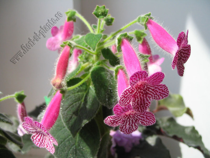 Kohleria Rongo 14