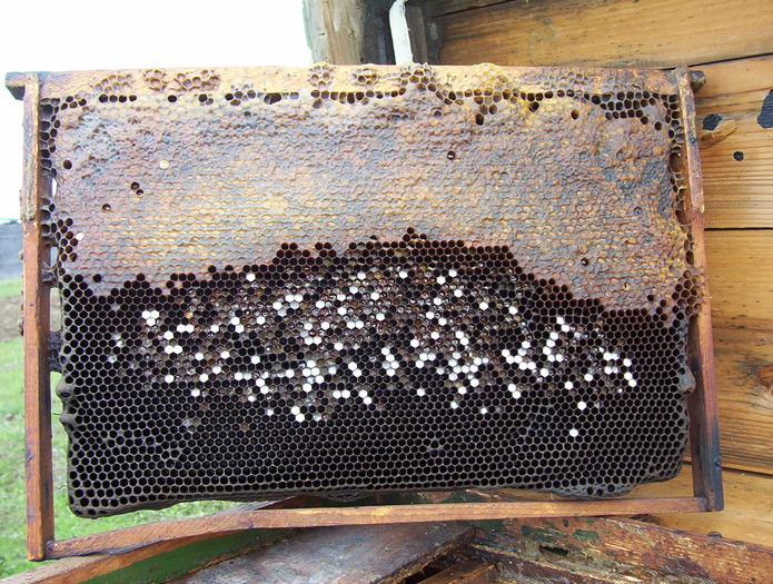 miere de anul trecut cu polen mucegait - Albine