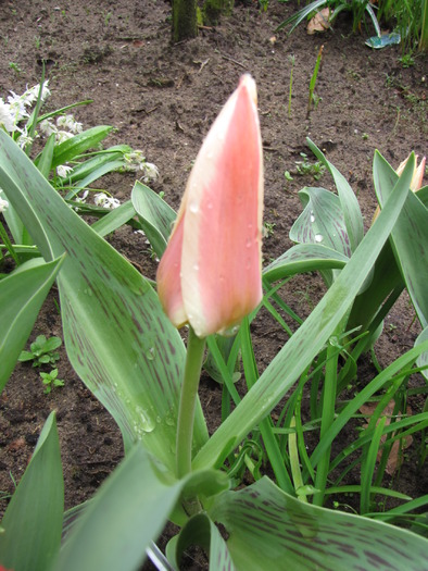 Lalele Pinocchio 8 apr 2010 (4)