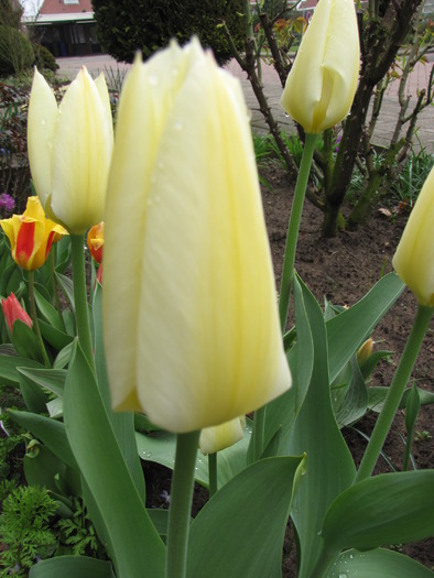 Lalele Purissima 8 apr 2010 (2) - lalele