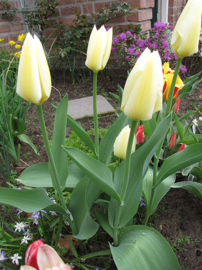 Lalele Purissima 8 apr 2010 - lalele