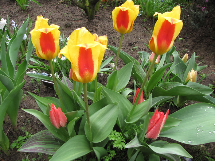 Lalele Stresa & Pinocchio 8 apr 2010