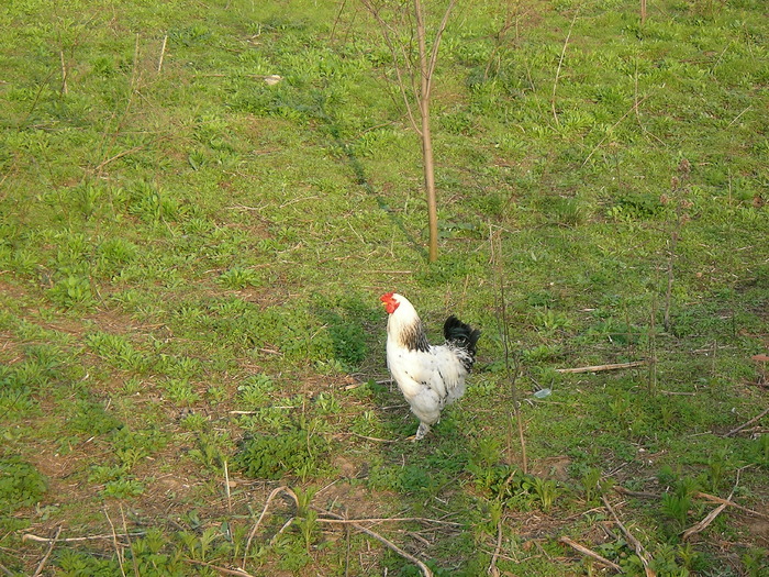 SANY0126; el este jupanul la categoria grea Brahma
