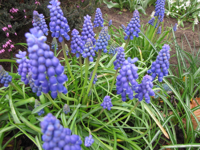 Muscari 8 apr 2010