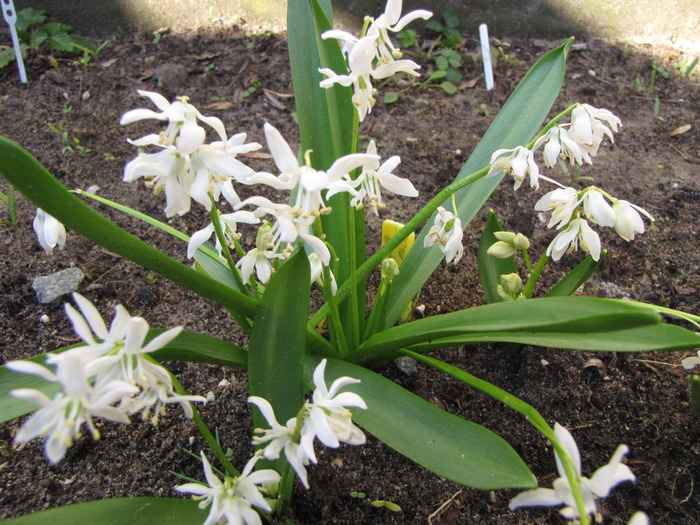 Scilla Siberica 6 apr 2010 - plante diverse