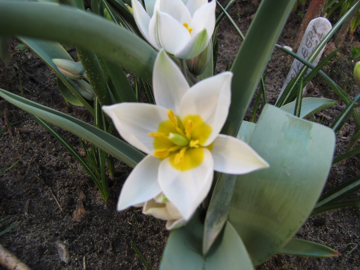 Lalele Polichroma 6 apr 2010