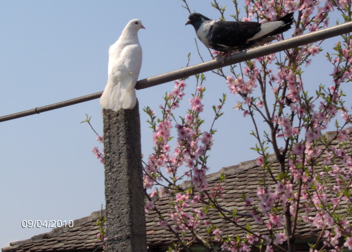  - CIUNGI DE PLOIESTI