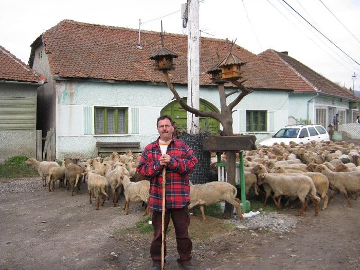 nici de oi nu mie frica -meserie; daca nu ma gasiti sant la stina cu oile i-au lectii-de la Marci si baciul Teglas nal vagjok mesterse
