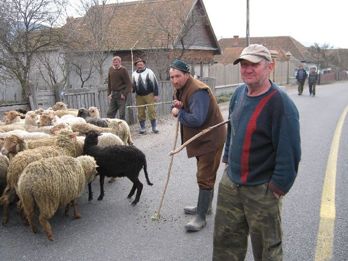 Husvet- a juhok  esze szedese - 1animale ce cresc alatok a mit most tartok