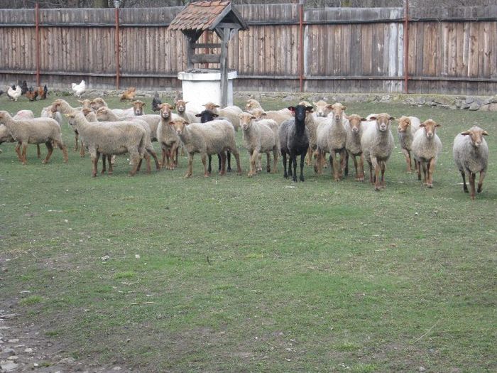 Husvet-a juhok keszulnek