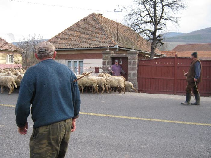 Husvet- zsolt es kihajtota - 1animale ce cresc alatok a mit most tartok