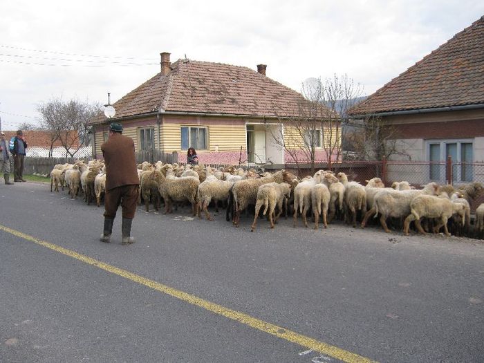 Husvet- oile ies la munte-Olteni