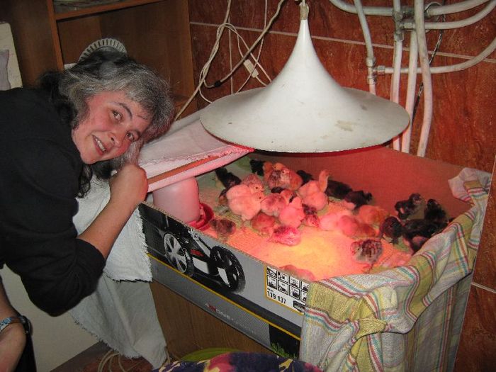 Husvet- -Edit admira puii-csirkek Husvet- -Edit admira puii-csirkek