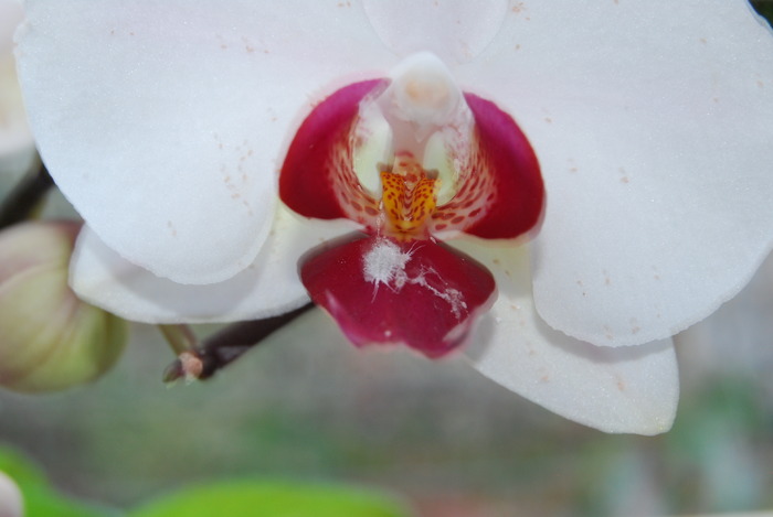 Paduche Phalenopsis - Orhidee
