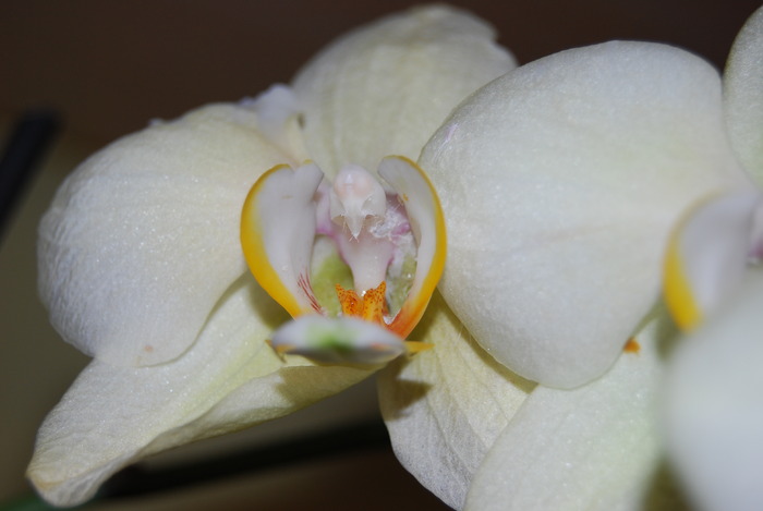 paduche phalenopsis - Orhidee