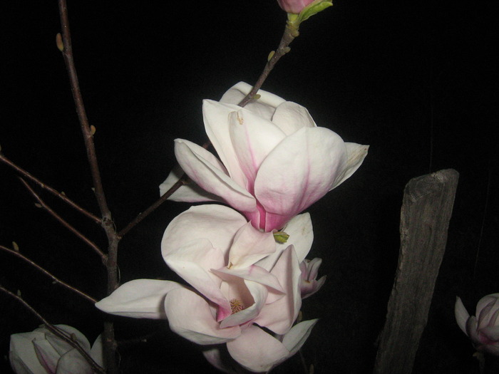 magnolia - magnolie 2010