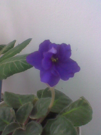 6 Aprilie 2010 - flori - violete albastre 2010