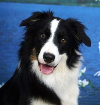 Border-Collie-sunt-curajo%u015Fi-%u015Fi-hiperactivi-%u015Fi-%u015Fi-vor-avea-nevoie-de-toat%u0103-a - Catei