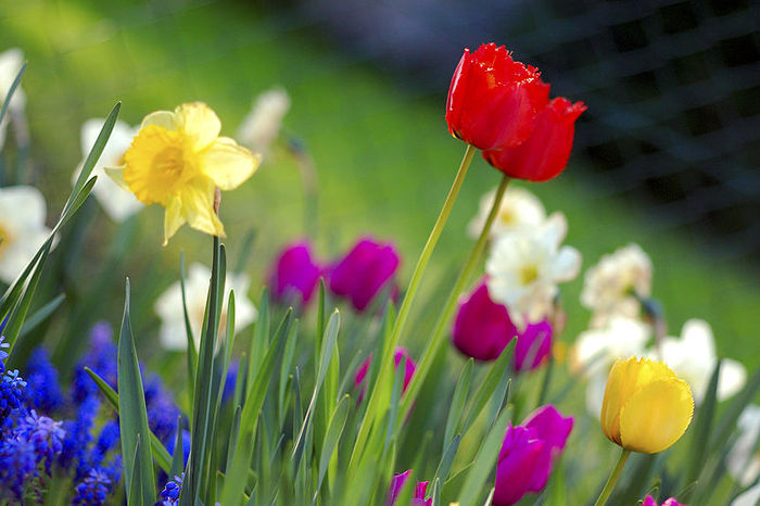 800px-Colorful_spring_garden - Poze frumoase