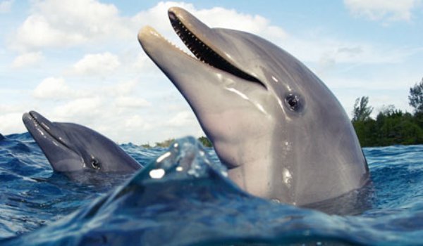 delfini - Poze frumoase