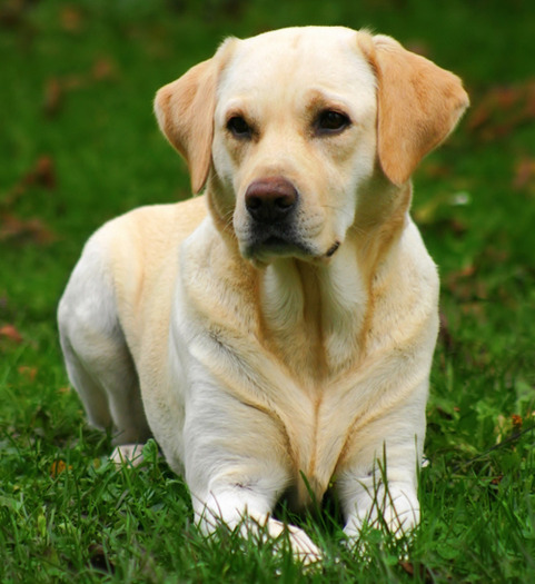 labrador-retriever - Catei