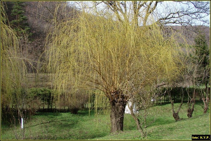 DSC02686 - Manastirea Prislop 04-04-2010