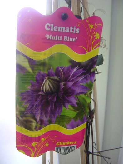 clematita multiblue - florile mele -2010