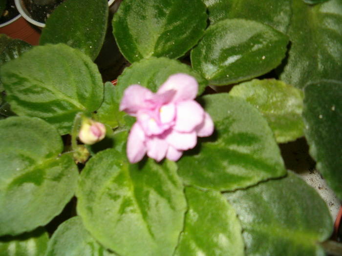 lamb's ear - violete