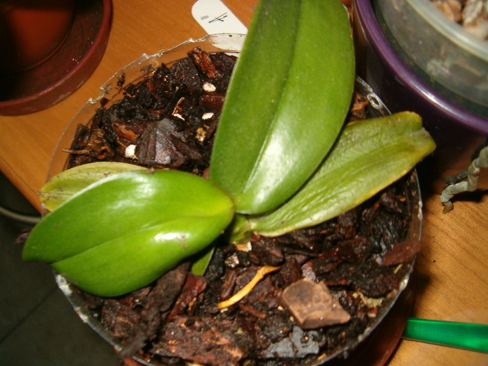 keki transplantat - Orhidee