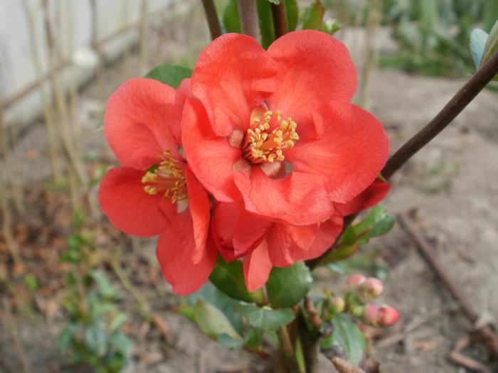 Chaenomeles Crimson and Gold