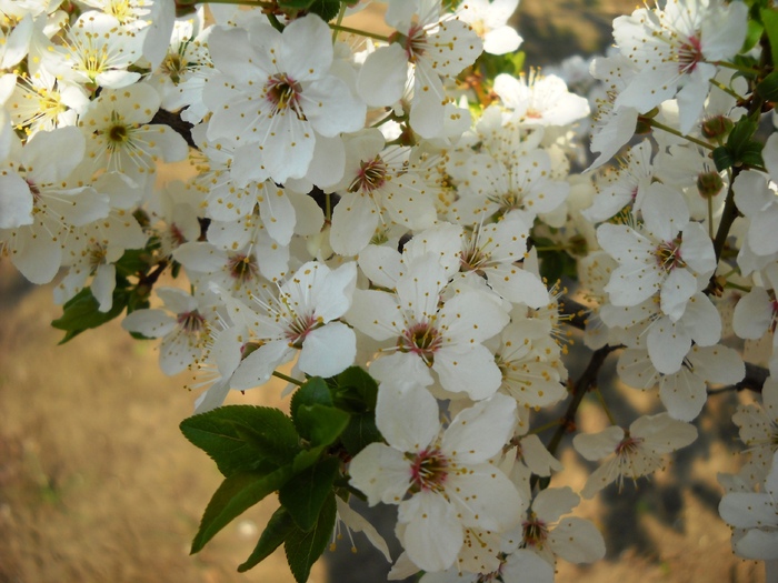 Picture 010 - flori dragutze 2010