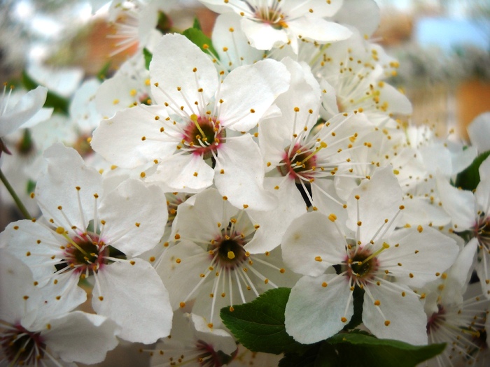 Picture 022; 1.90mb jpeg 4/9/2010
