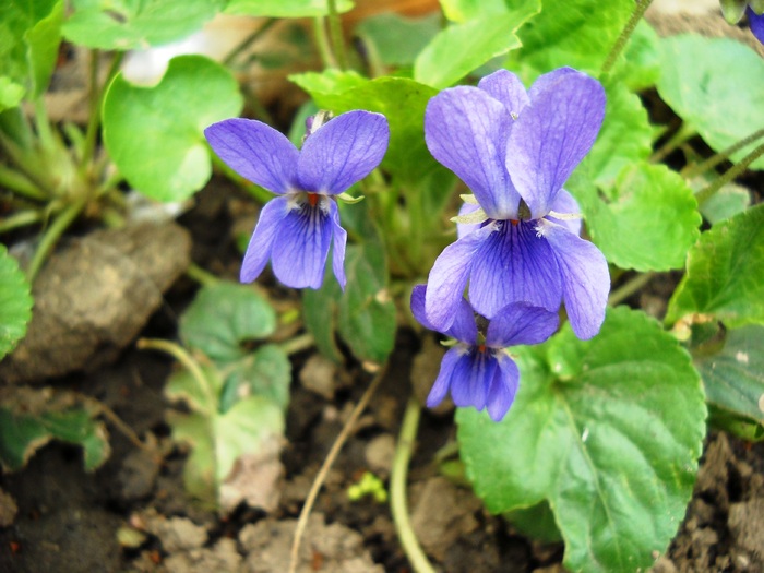 DSCN4229; 1.76mb jpeg 4/5/2010
