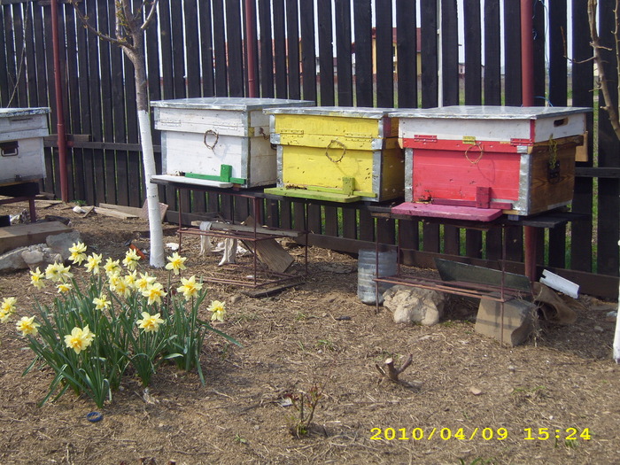aprilie -2010 - albinele si stupii mei-bees and my hives