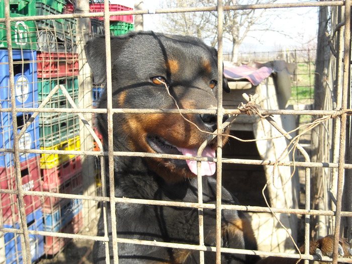 rottweilerul nazdravan,printesa - cainele meu printesa