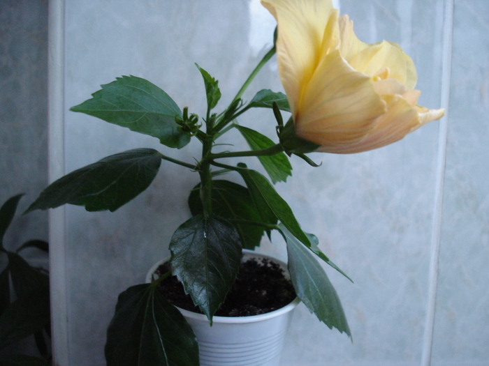 DSC06423 - HIBISCUS 2010