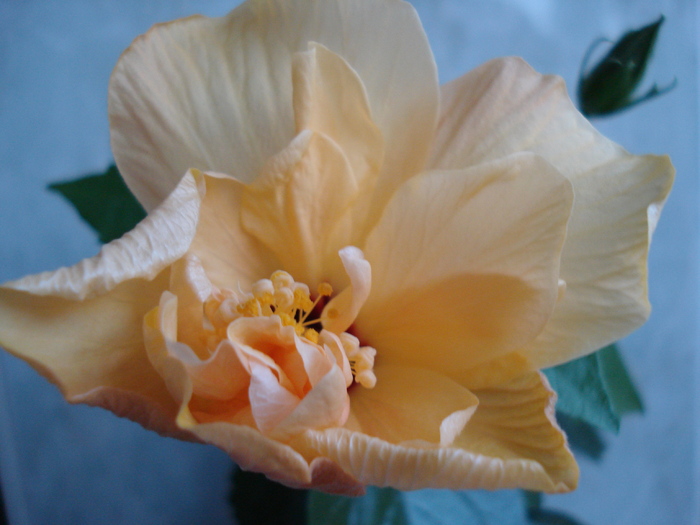 DSC06426 - HIBISCUS 2010