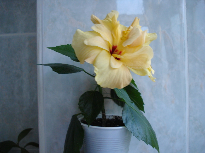 DSC06427 - HIBISCUS 2010