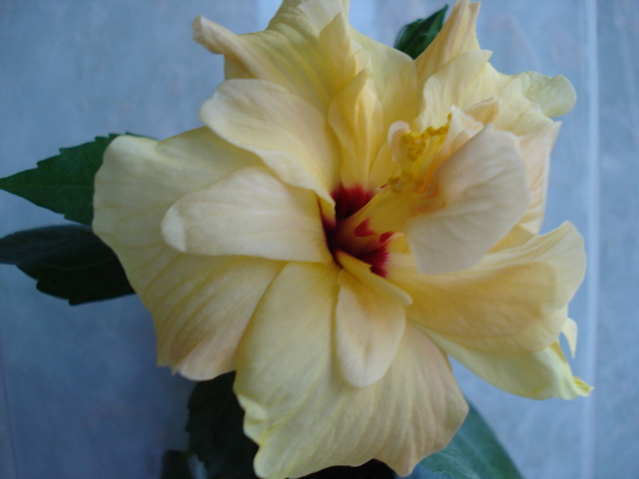 DSC06429 - HIBISCUS 2010