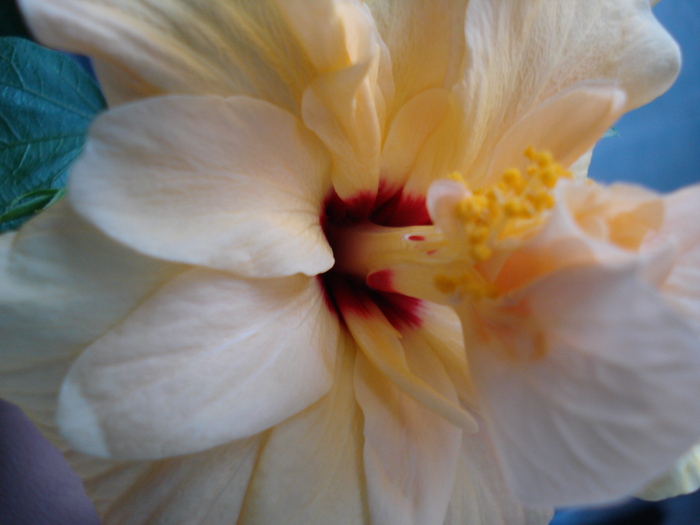 DSC06432 - HIBISCUS 2010