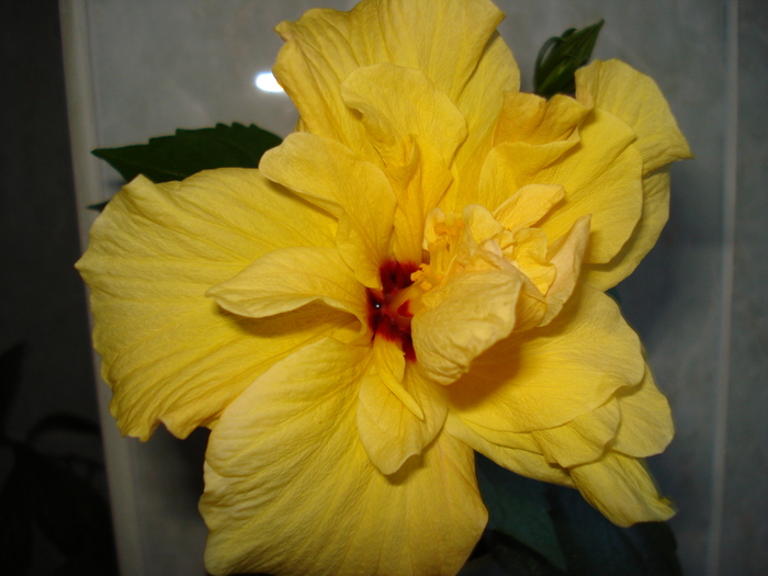 DSC06433 - HIBISCUS 2010